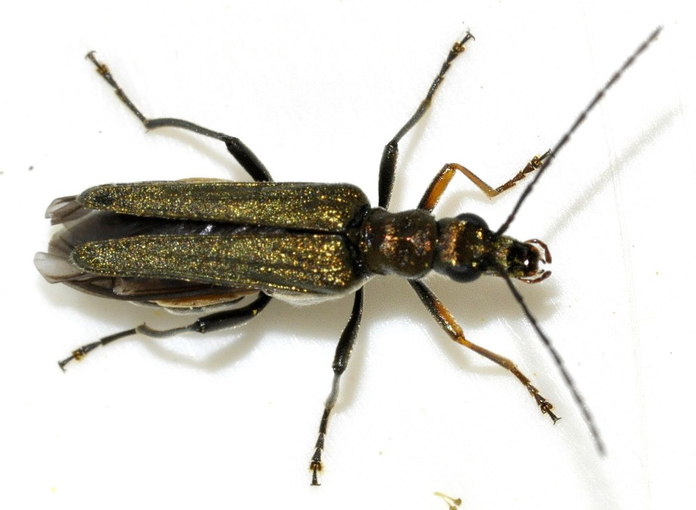 Dichrostigma flavipes