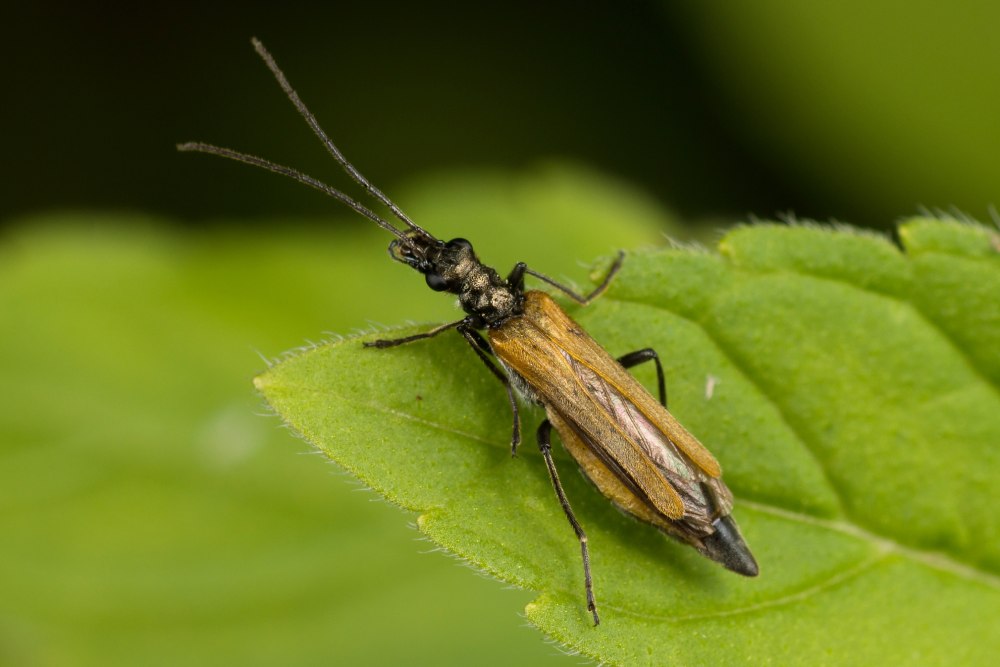 Oedemera femorata