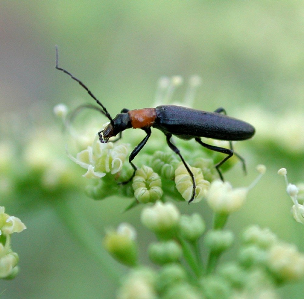 Valdemoro (Madrid, Spain), a New locality for Chitona suturalis (Olivier, 1811) (Coleoptera, Oedemeridae)