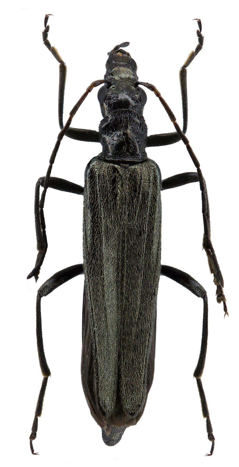 Oedemera tristis