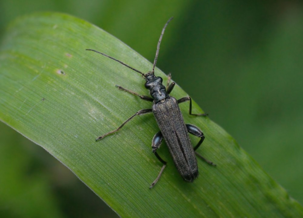 Жук Oedemera virescens
