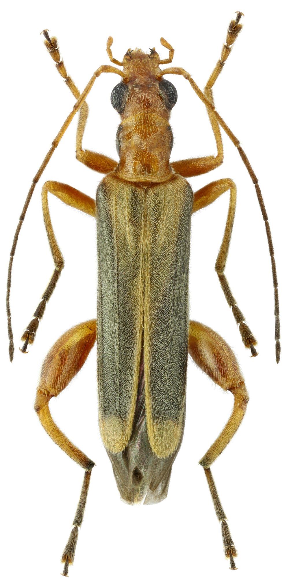 Oedemera flavescens