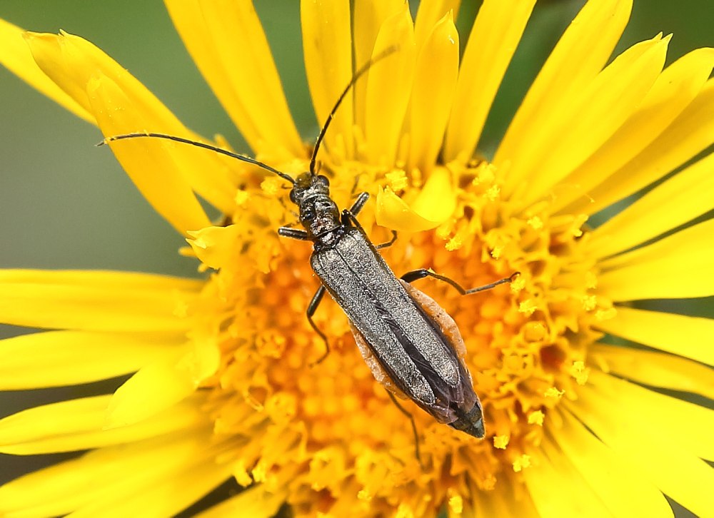 Oedemera virescens