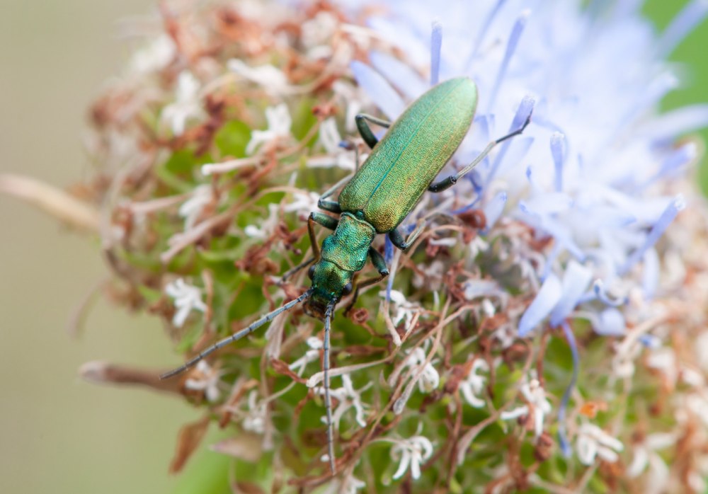 Oedemera viridissima