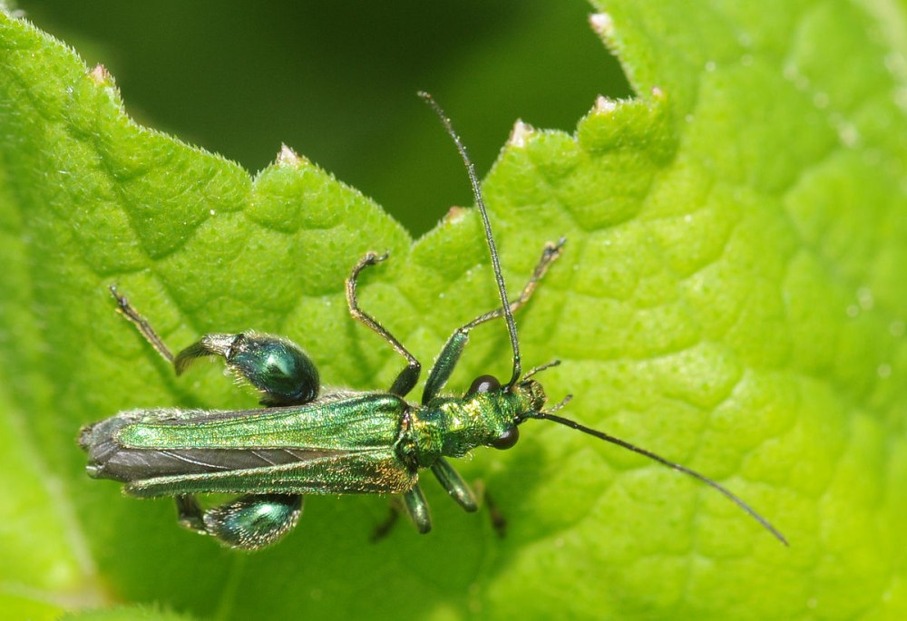 Oedemeridae