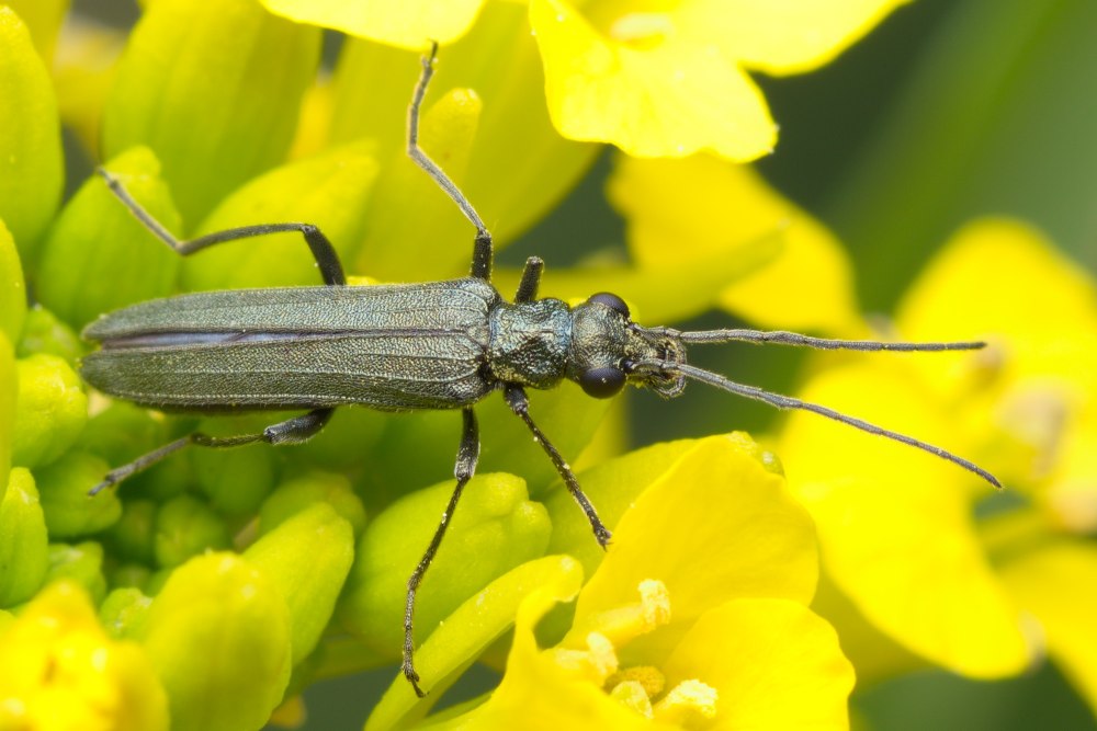 Oedemera lurida