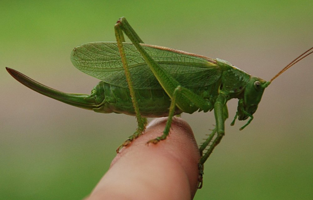 Кузнечик зеленый (Tettigonia viridissima)