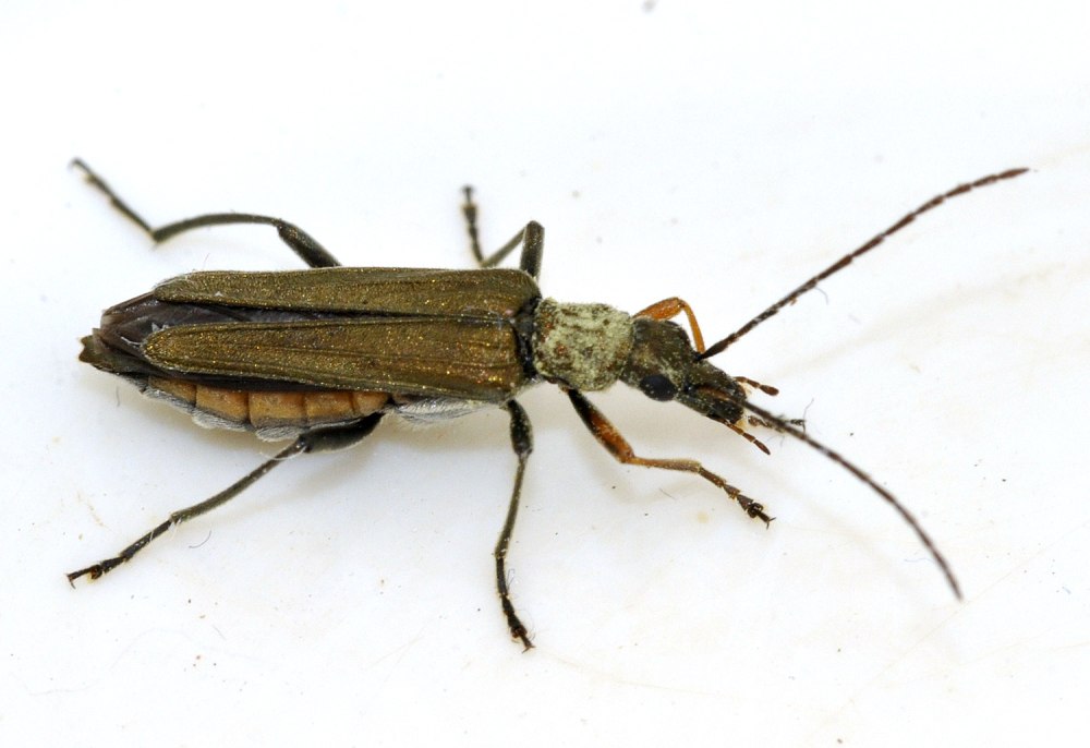 Dichrostigma flavipes