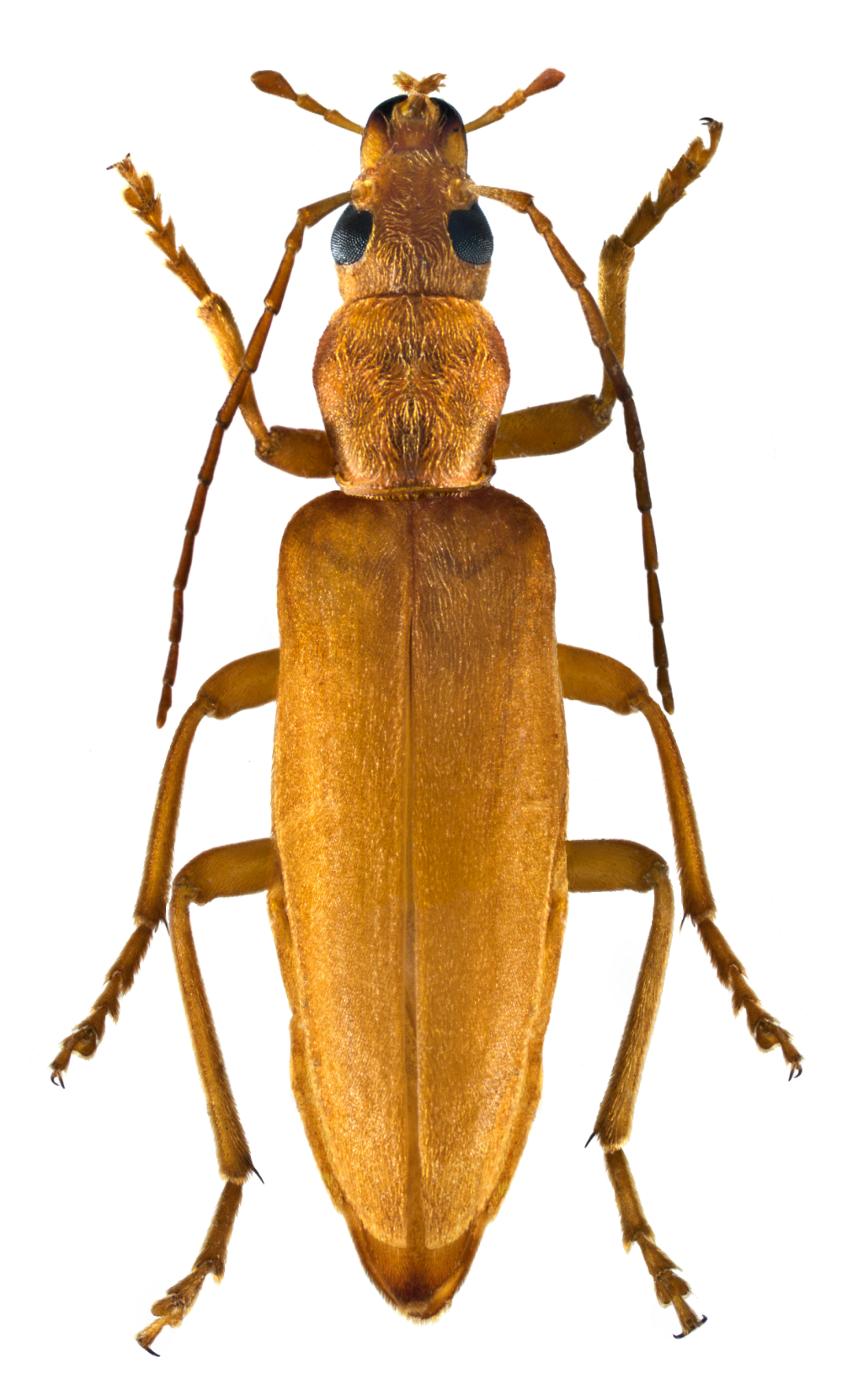 Uropterygius concolor