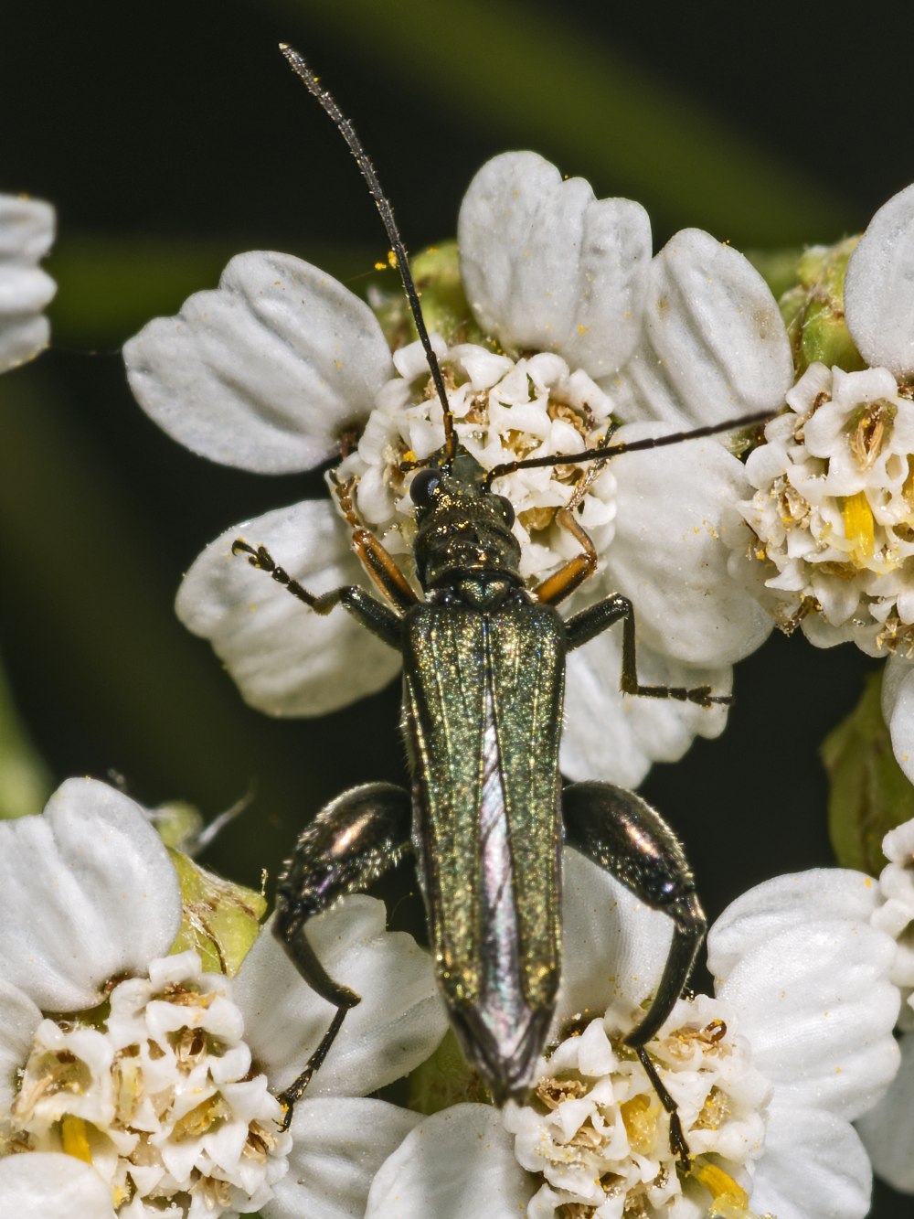 Anthicus flavipes