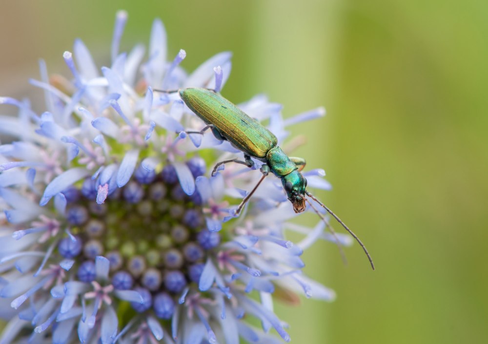 Oedemera viridissima