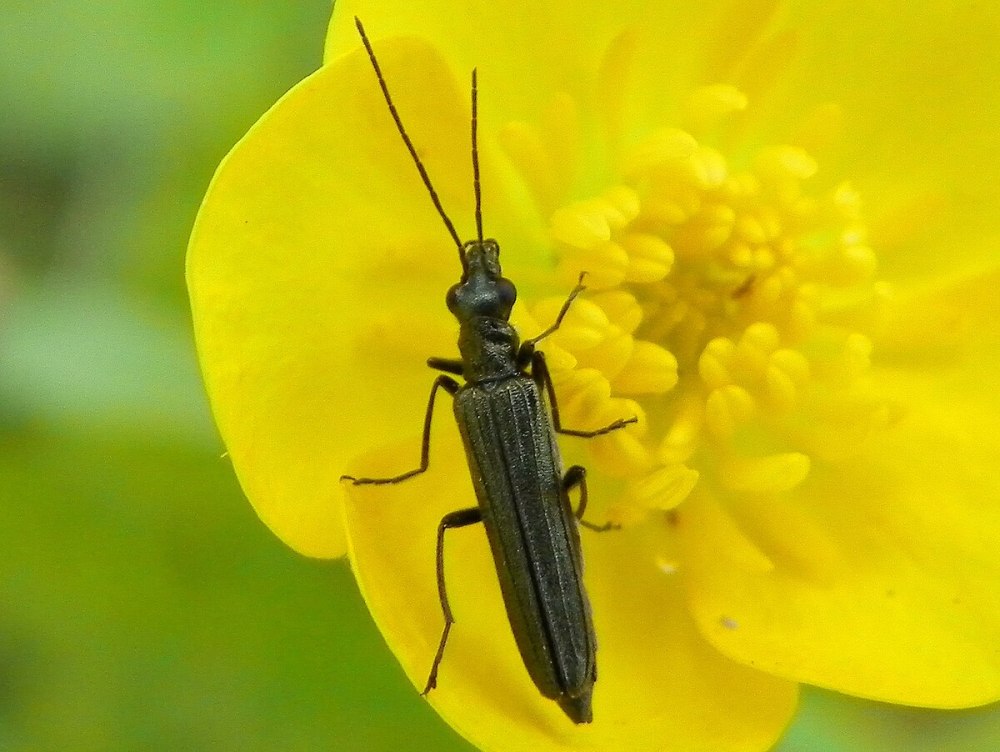 Oedemera lurida