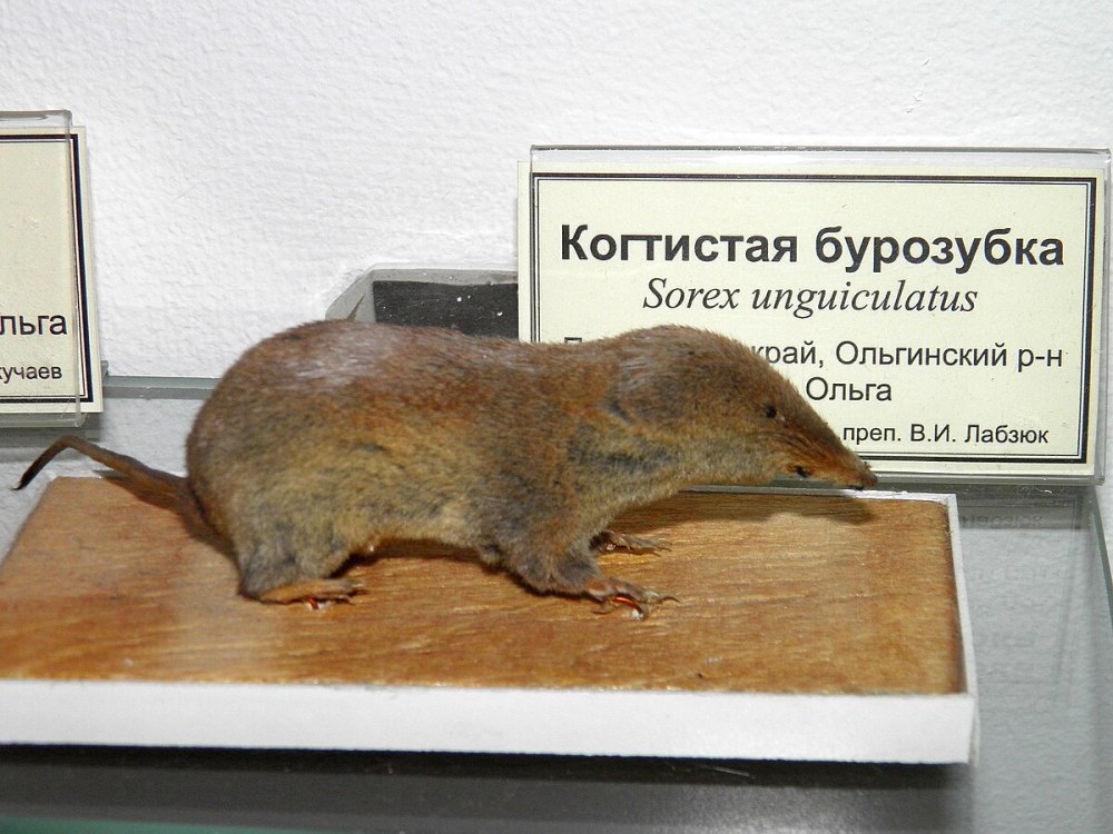 Бурозубка Волнухина (Sorex volnuchini