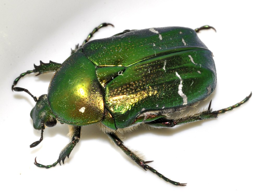 Cetonia aurata фото самки и самца