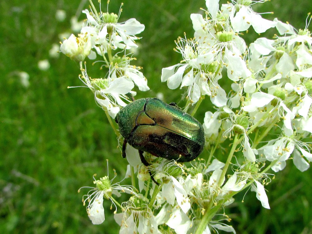 Золотая бронзовка Cetonia aurata (Linnaeus 1761)