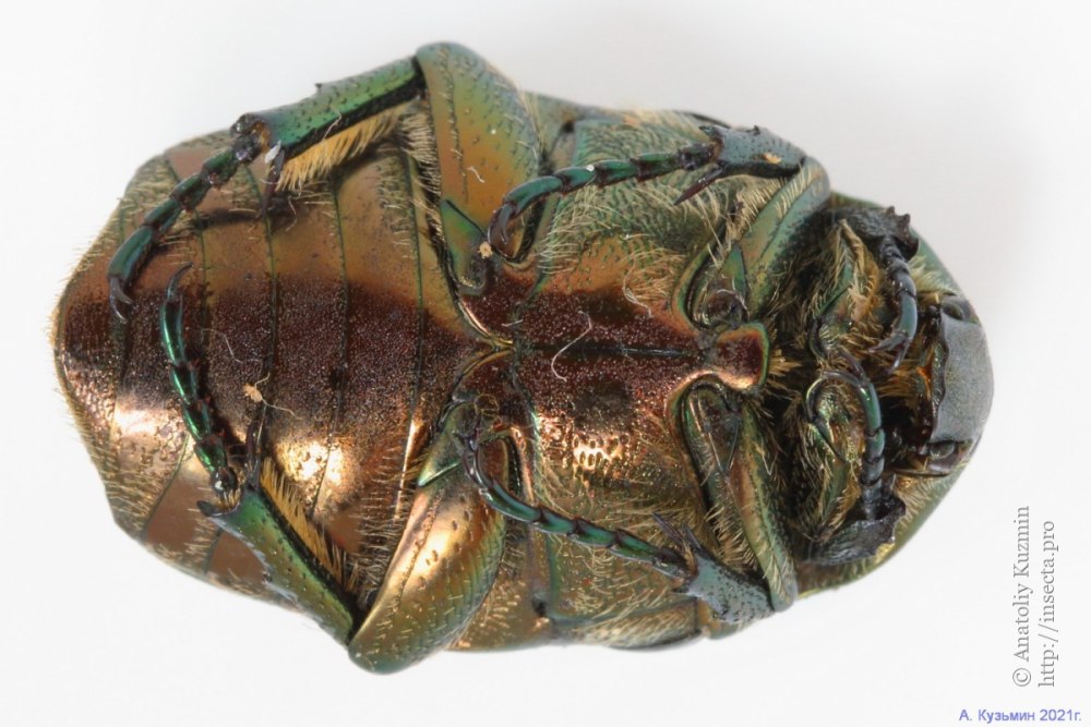 Protaetia (Potosia) hieroglyphica