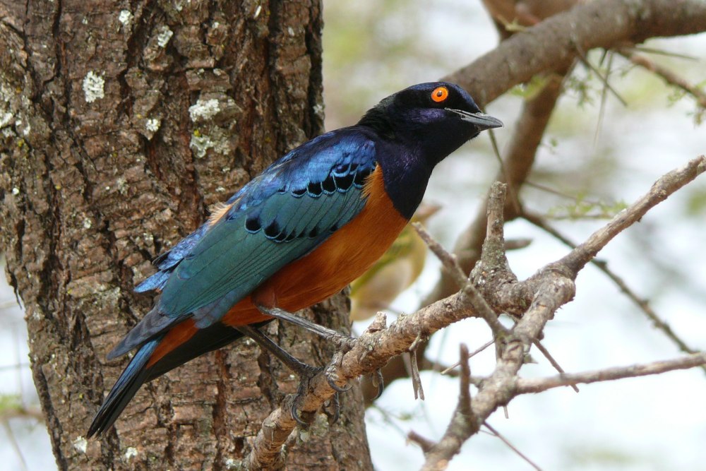 Ewa Bird