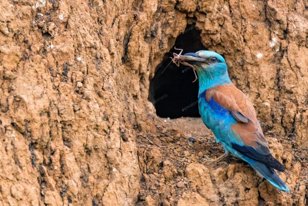 Сизоворонка Coracias garrulus почему в красной книге