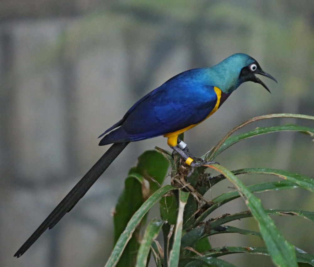 Golden-breasted Starling