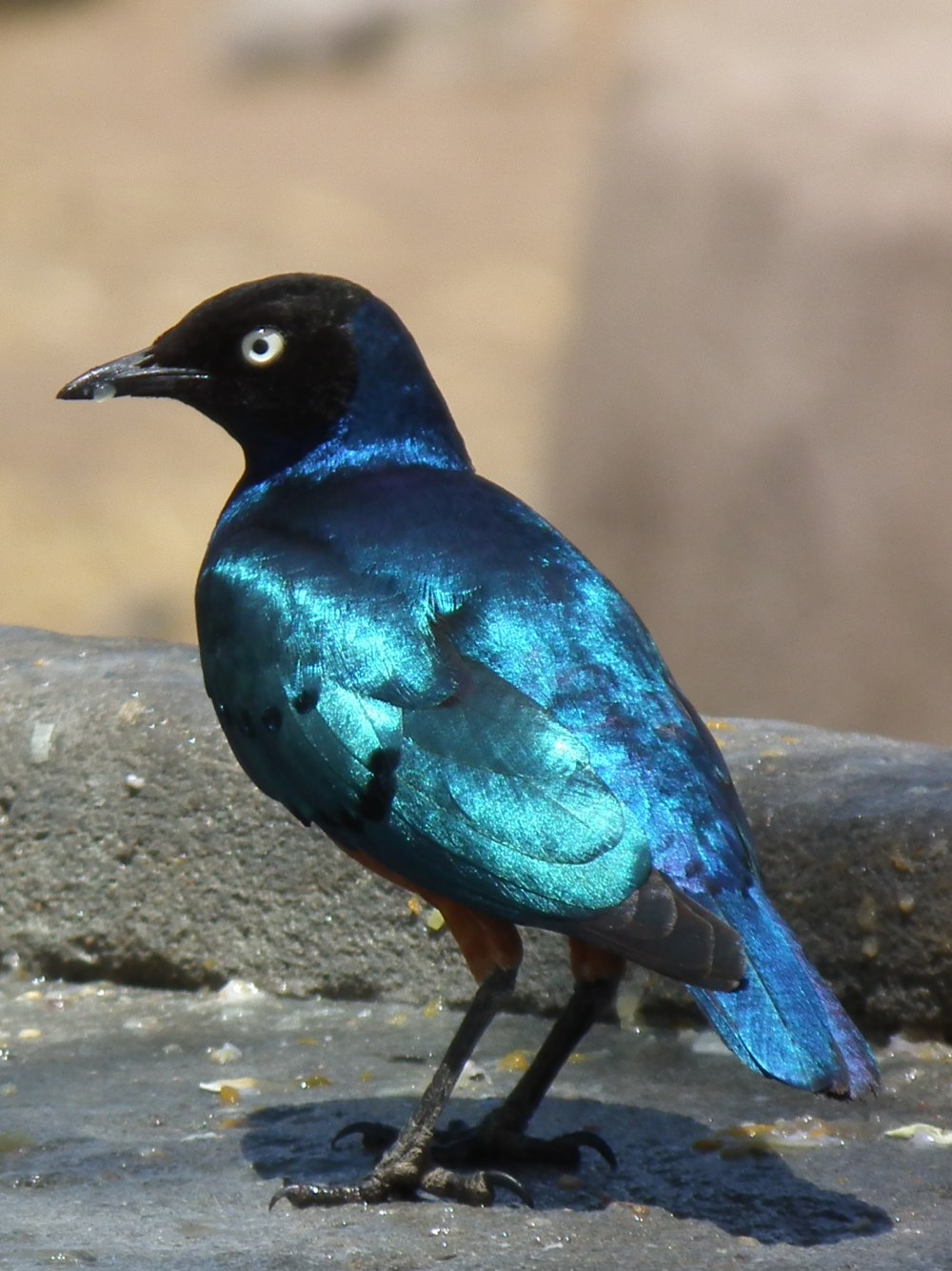Superb Starling