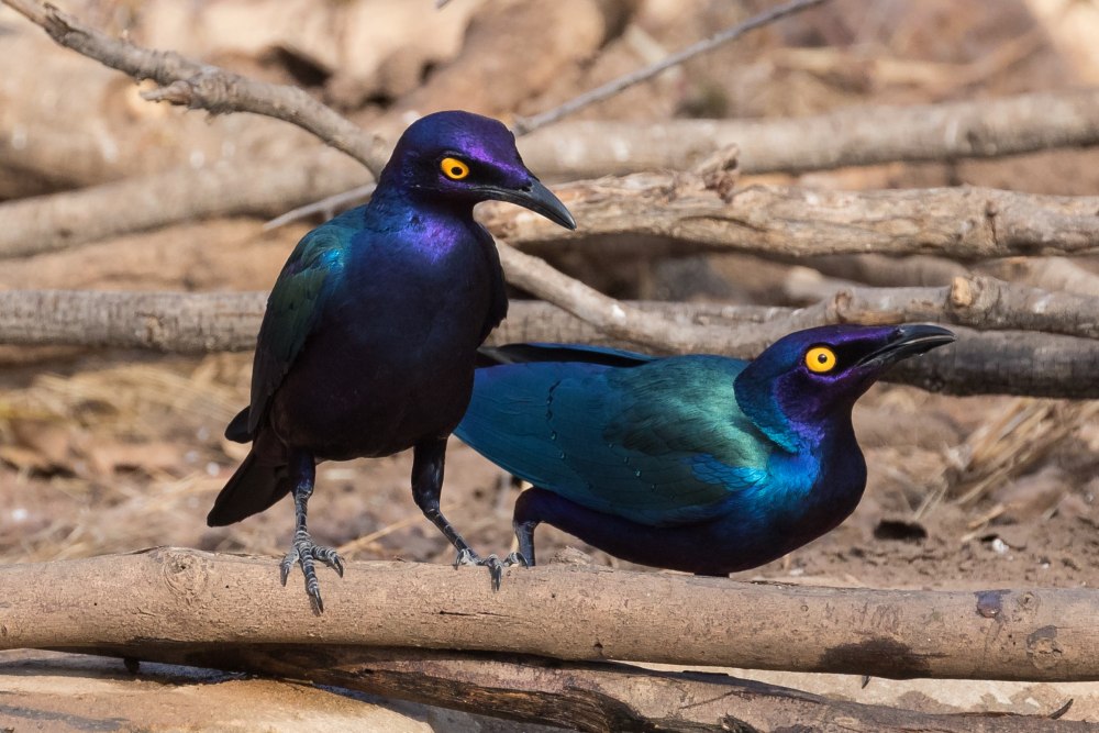 Lamprotornis purpureus