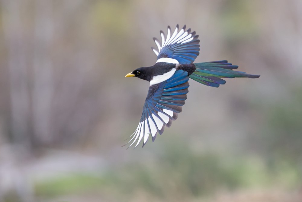 Yellow Magpies