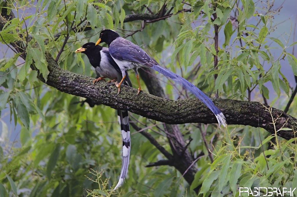 Китайская Лазоревая сорока (Urocissa sinensis)