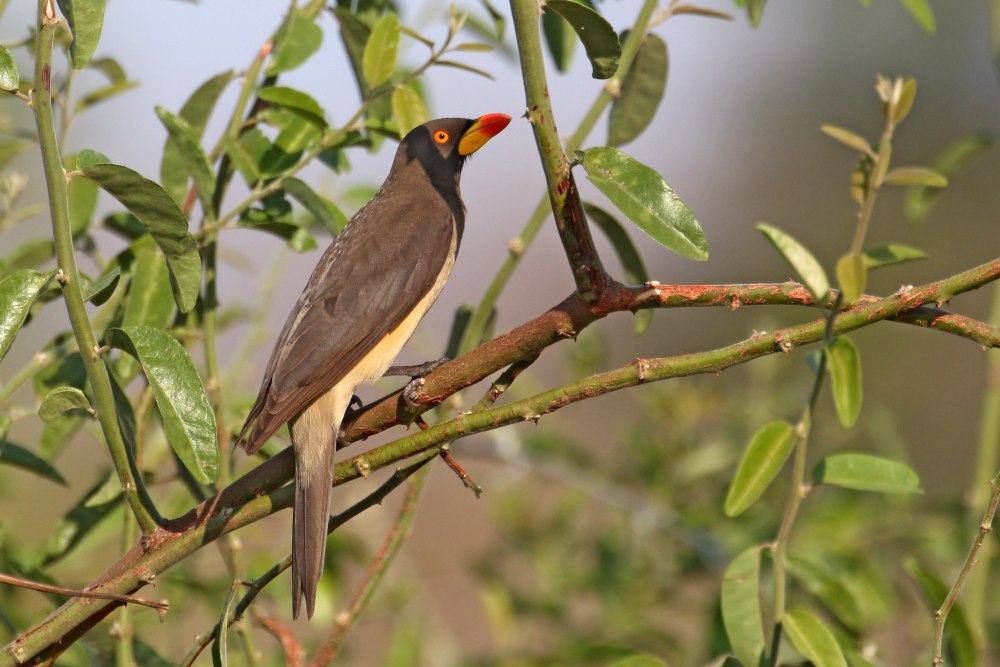 Oxpecker