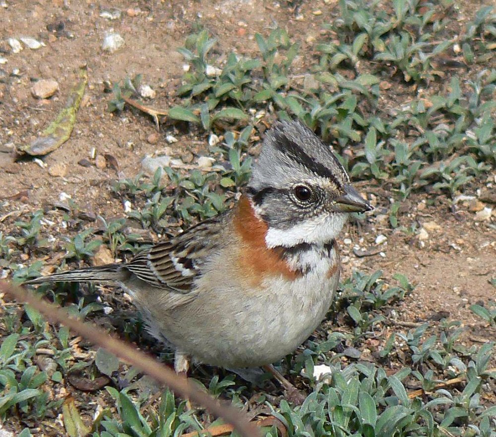Zonotrichia capensis
