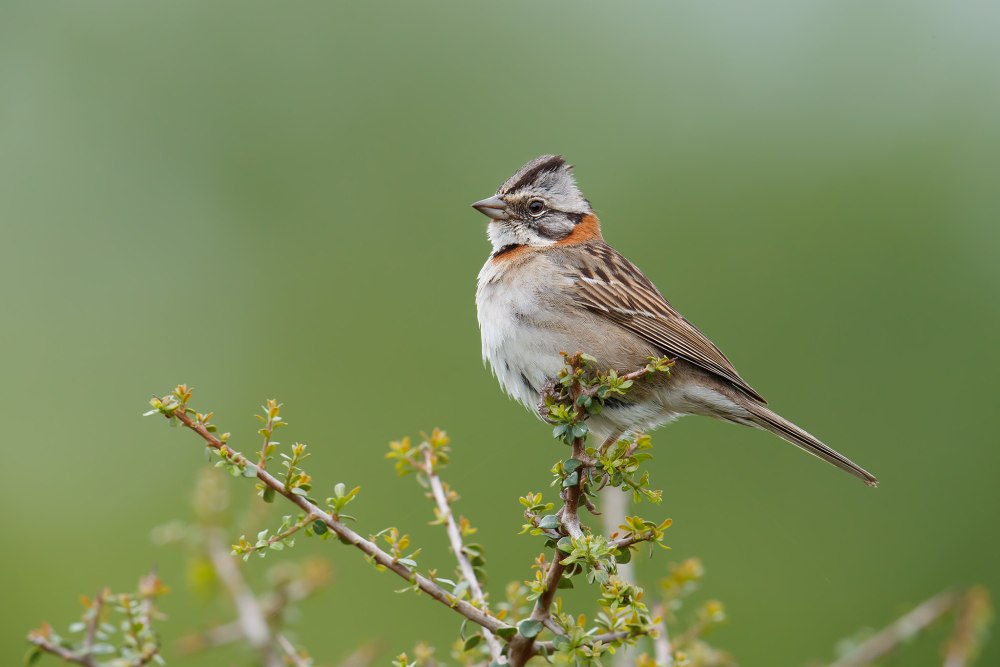 Zonotrichia capensis