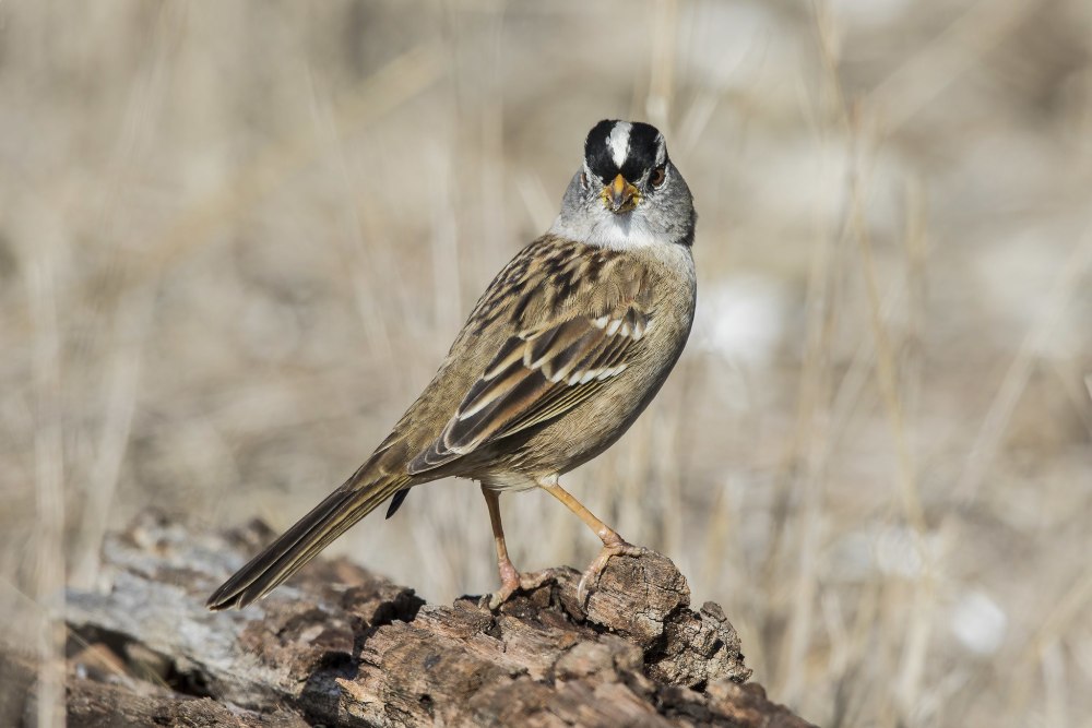 Zonotrichia leucophrys