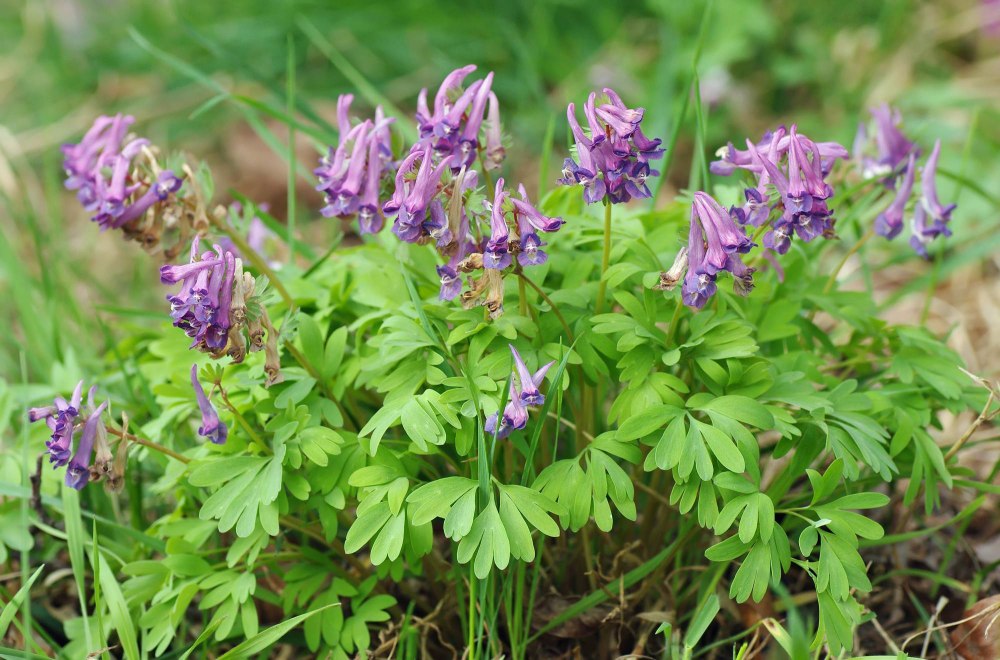 Хохлатка (Corydalis)