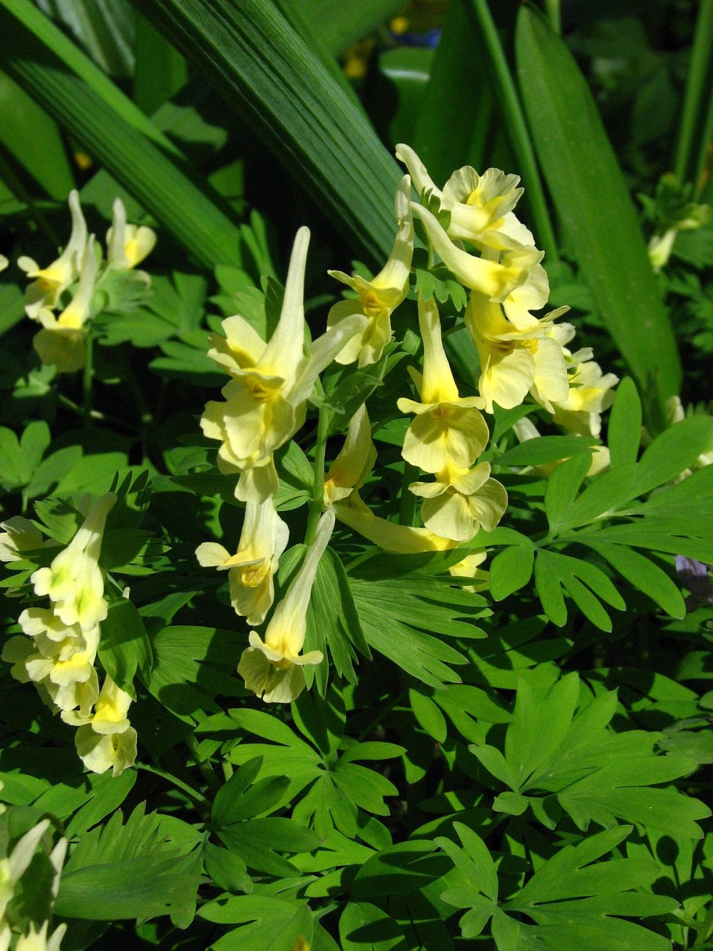 Хохлатка (Corydalis)
