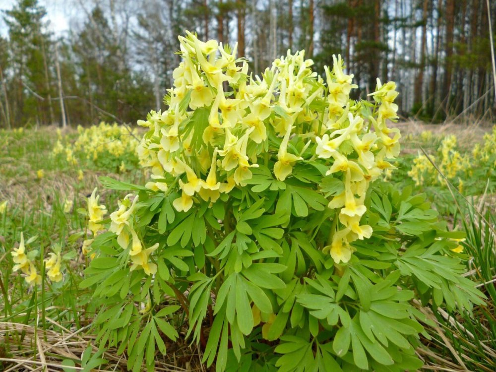 Хохлатка (Corydalis)