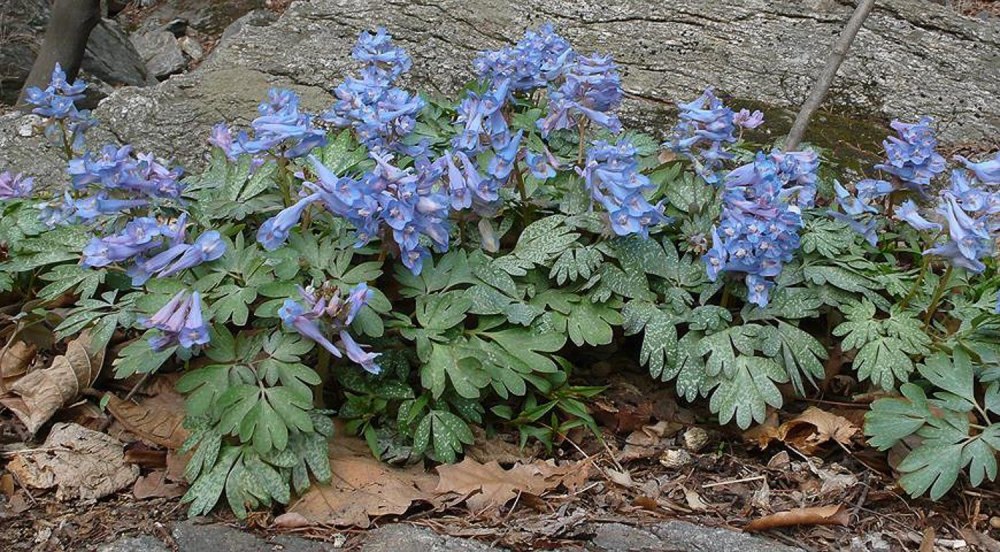 Хохлатка Турчанинова Corydalis