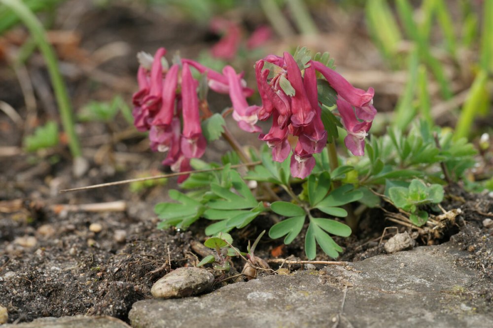 Corydalis solida (хохлатка)