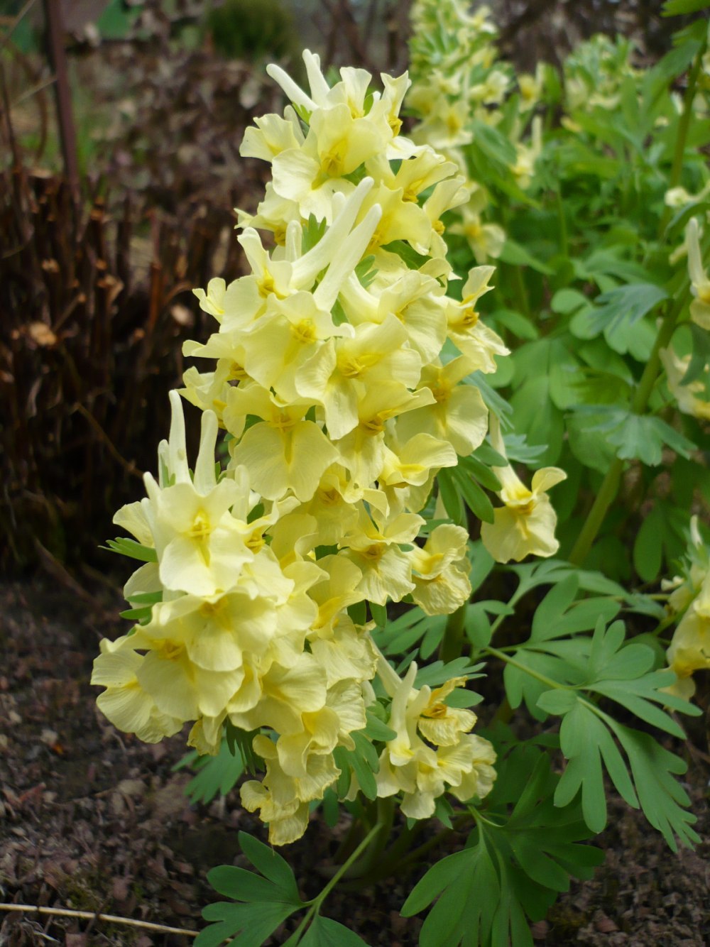 Хохлатка прицветниковая Corydalis bracteata