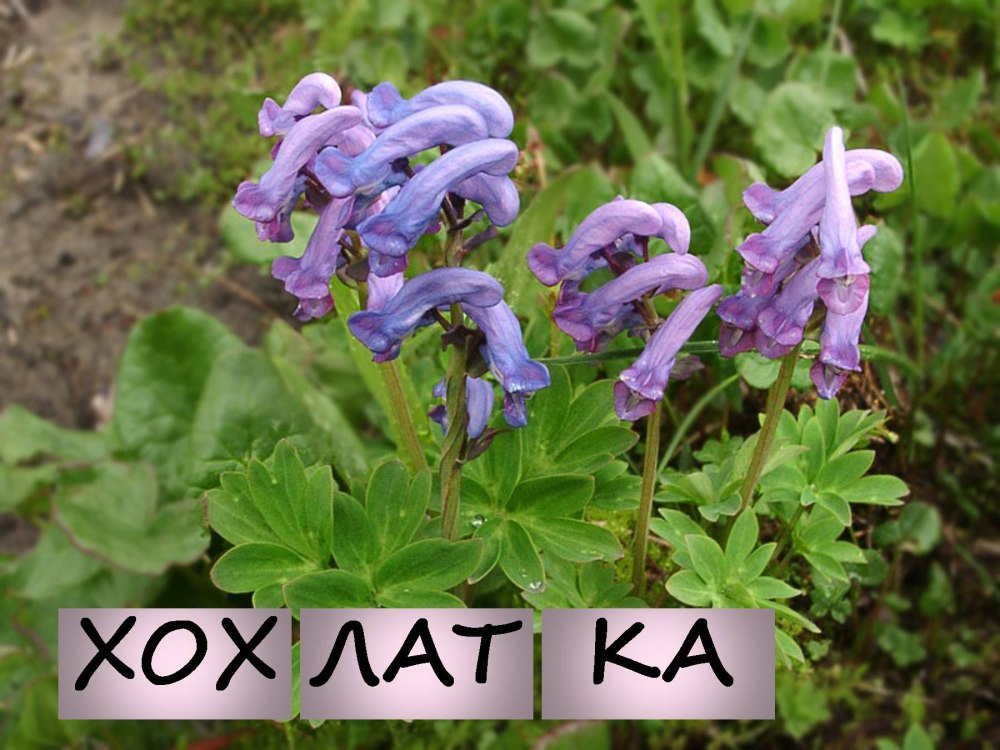 Хохлатка первоцвет
