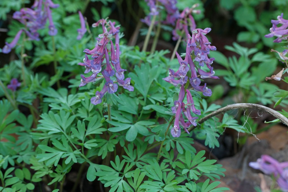 Хохлатка (Corydalis)