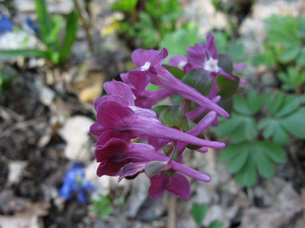 Corydalis Caucasica