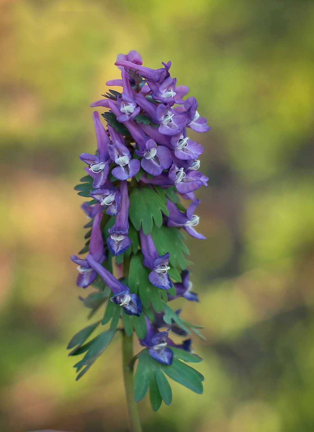 Хохлатка - Corydalis – коридалис