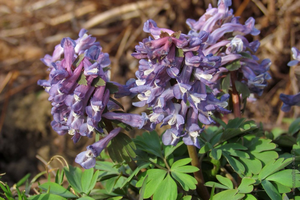Хохлатка (Corydalis)