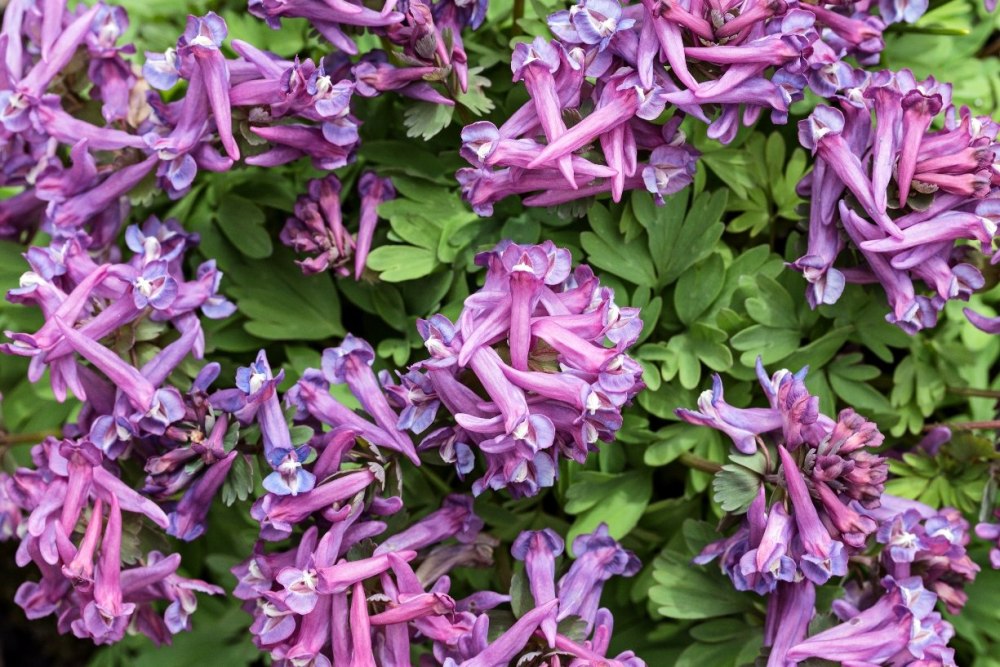 Хохлатка (Corydalis)