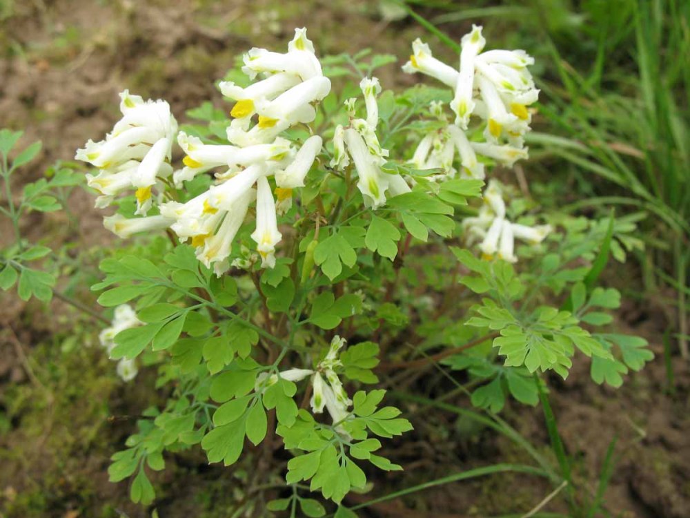 Хохлатка благородная Corydalis Nobilis