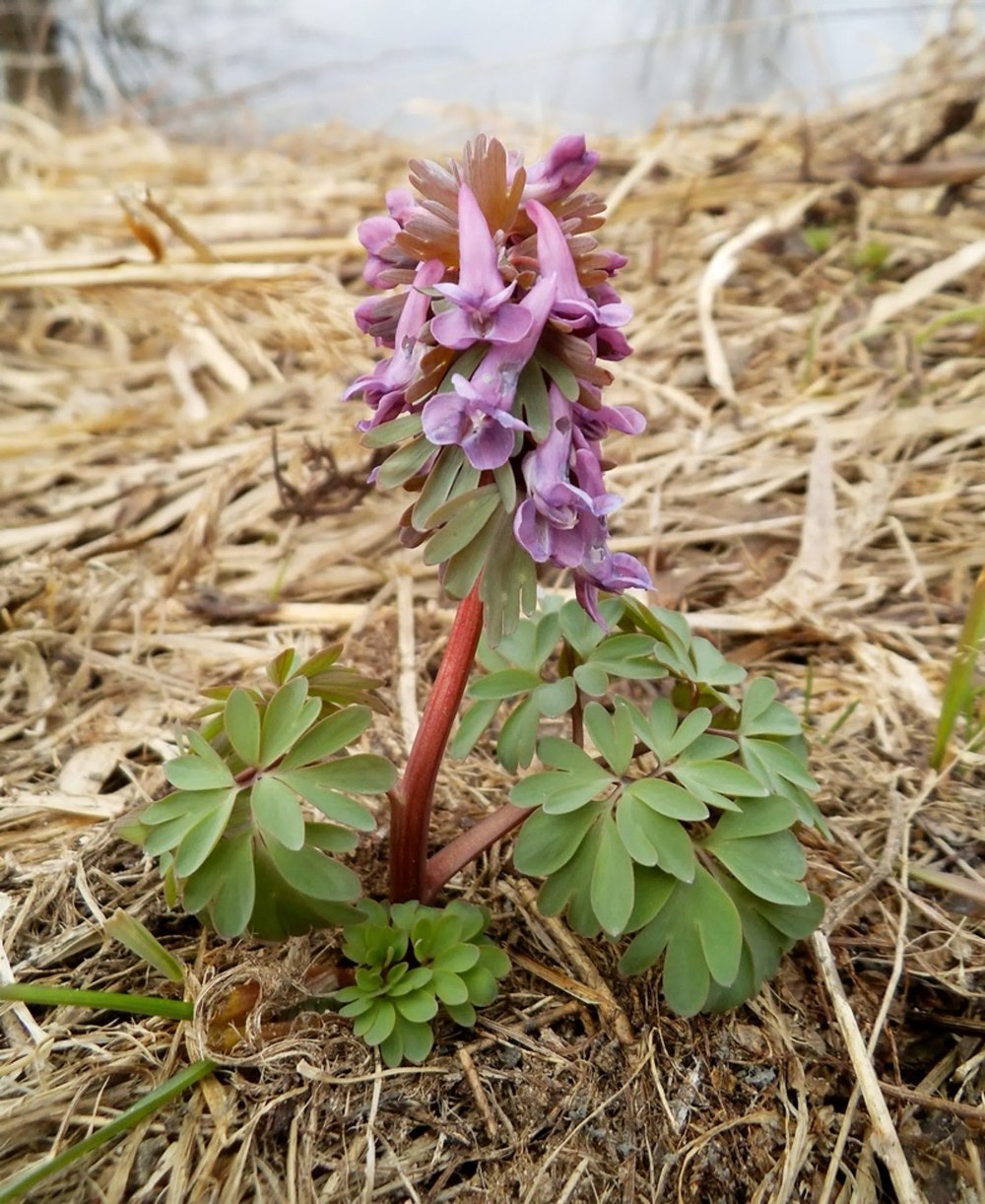 Corydalis solida (хохлатка)