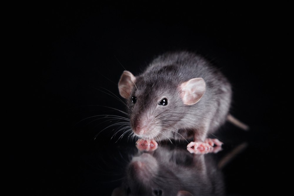 Rattus Rattus чёрная крыса