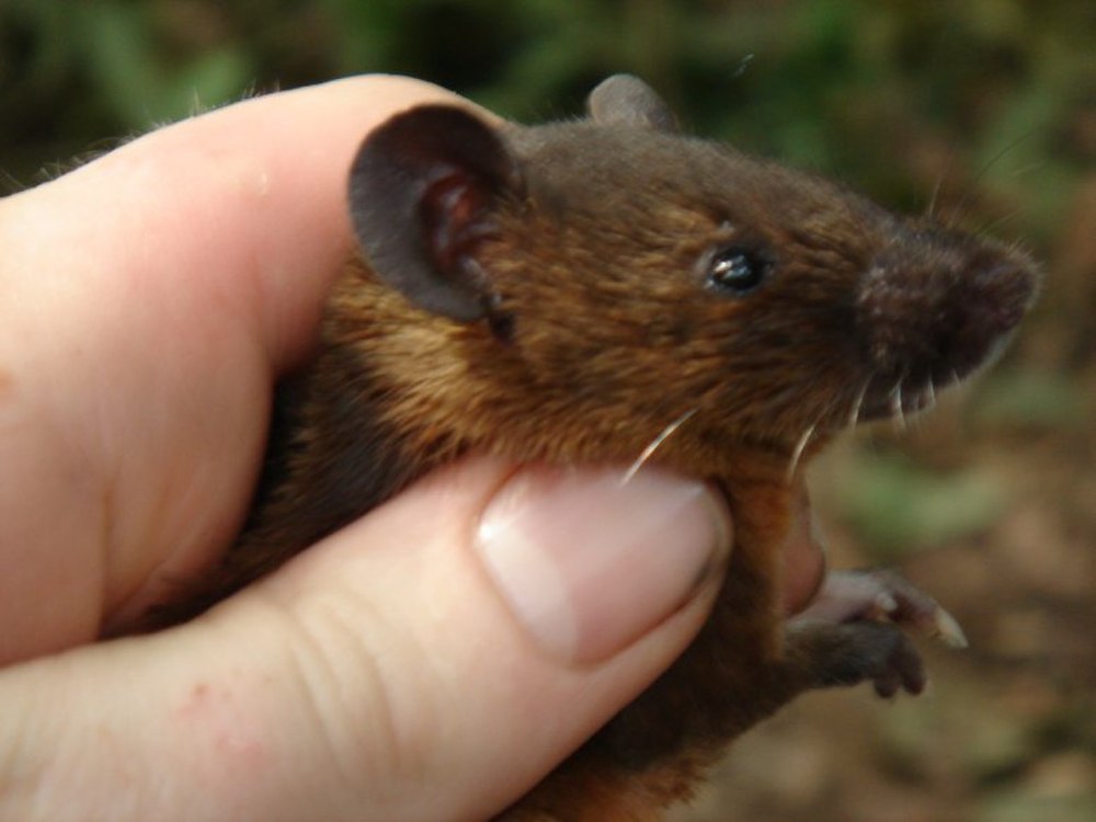 Lophuromys melanonyx