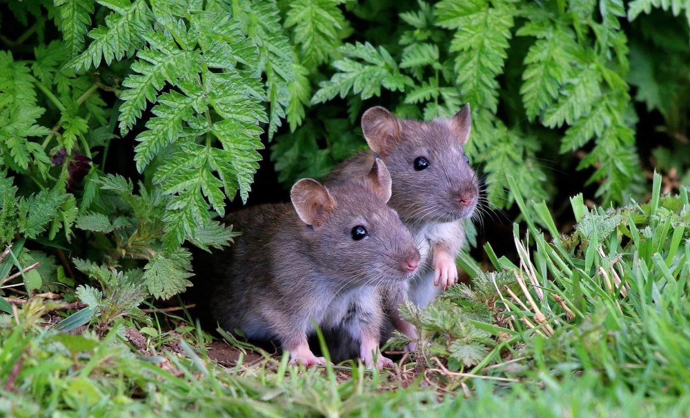 Серая крыса (Rattus norvegicus berkenhout, 1769)
