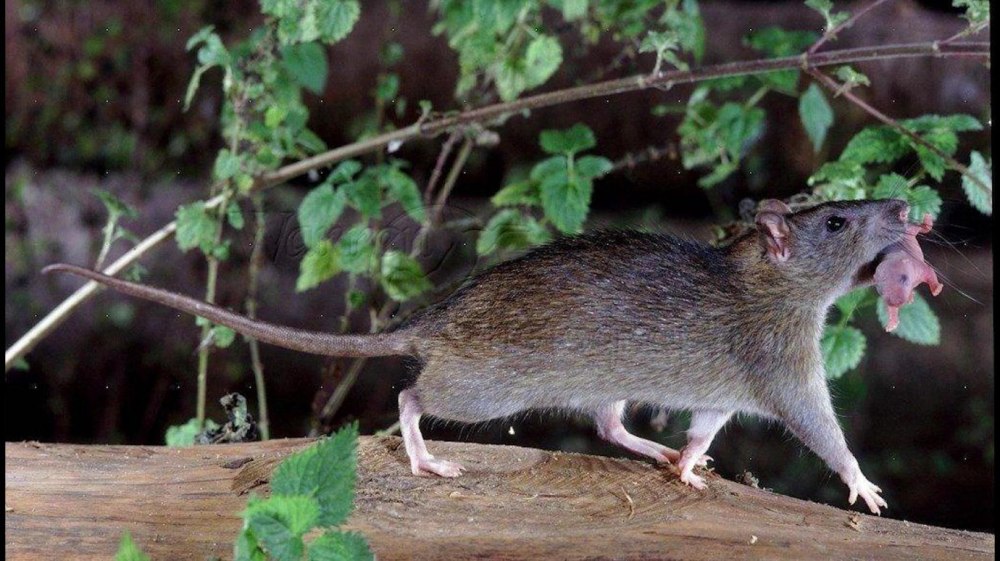 Серая крыса (Пасюк) - Rattus norvegicus.
