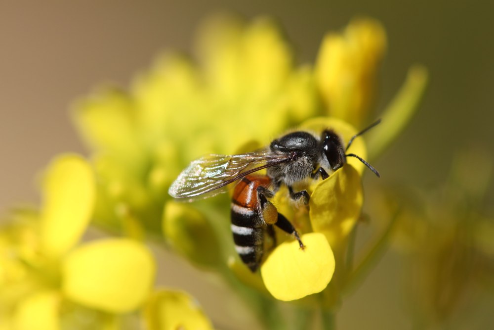 Карликовые пчелы perdita minima,